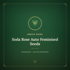 Soda Rose Auto Feminised Seeds Soda Rose Auto Feminised Seeds
