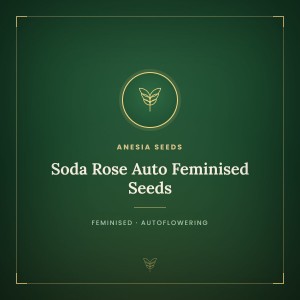 Soda Rose Auto Feminised Seeds Soda Rose Auto Feminised Seeds