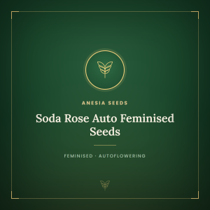 Soda Rose Auto Feminised Seeds Soda Rose Auto Feminised Seeds