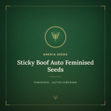 Sticky Boof Auto Feminised Seeds Sticky Boof Auto Feminised Seeds