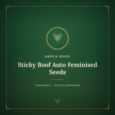 Sticky Boof Auto Feminised Seeds Sticky Boof Auto Feminised Seeds