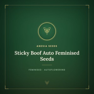 Sticky Boof Auto Feminised Seeds