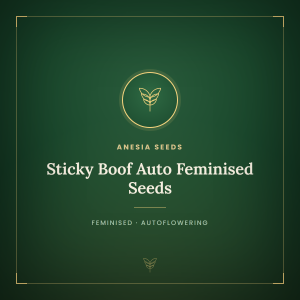 Sticky Boof Auto Feminised Seeds Sticky Boof Auto Feminised Seeds