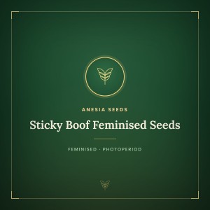 Sticky Boof Feminised Seeds Sticky Boof Feminised Seeds