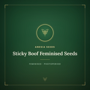 Sticky Boof Feminised Seeds Sticky Boof Feminised Seeds