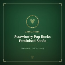 Strawberry Pop Rocks Feminised Seeds Strawberry Pop Rocks Feminised Seeds