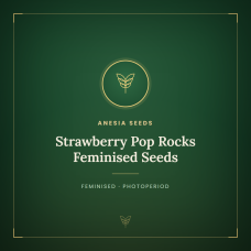 Strawberry Pop Rocks Feminised Seeds Strawberry Pop Rocks Feminised Seeds