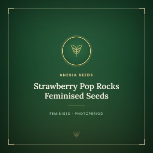 Strawberry Pop Rocks Feminised Seeds