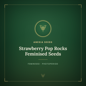 Strawberry Pop Rocks Feminised Seeds Strawberry Pop Rocks Feminised Seeds