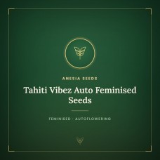 Tahiti Vibez Auto Feminised Seeds Tahiti Vibez Auto Feminised Seeds