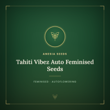 Tahiti Vibez Auto Feminised Seeds Tahiti Vibez Auto Feminised Seeds
