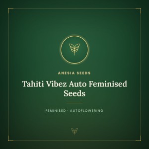 Tahiti Vibez Auto Feminised Seeds