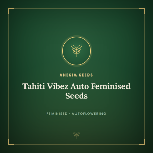 Tahiti Vibez Auto Feminised Seeds