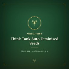 Think Tank Auto Feminised Seeds Think Tank Auto Feminised Seeds