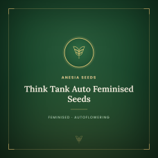 Think Tank Auto Feminised Seeds Think Tank Auto Feminised Seeds