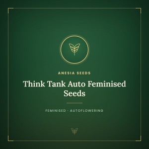 Think Tank Auto Feminised Seeds Think Tank Auto Feminised Seeds