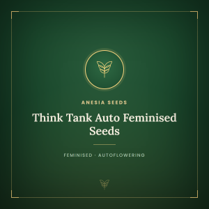 Think Tank Auto Feminised Seeds Think Tank Auto Feminised Seeds