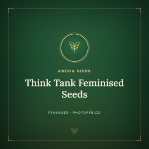 Think Tank Feminised Seeds