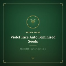 Violet Face Auto Feminised Seeds Violet Face Auto Feminised Seeds