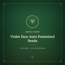 Violet Face Auto Feminised Seeds Violet Face Auto Feminised Seeds