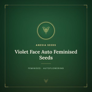 Violet Face Auto Feminised Seeds