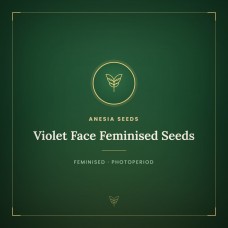 Violet Face Feminised Seeds Violet Face Feminised Seeds
