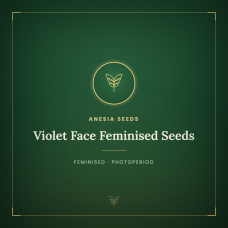 Violet Face Feminised Seeds Violet Face Feminised Seeds