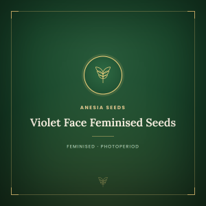 Violet Face Feminised Seeds Violet Face Feminised Seeds
