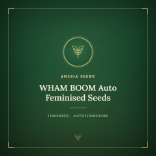 WHAM BOOM Auto Feminised Seeds WHAM BOOM Auto Feminised Seeds