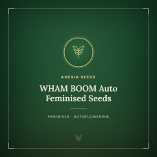 WHAM BOOM Auto Feminised Seeds WHAM BOOM Auto Feminised Seeds