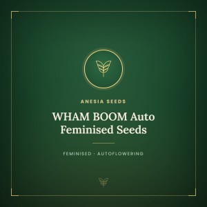 WHAM BOOM Auto Feminised Seeds