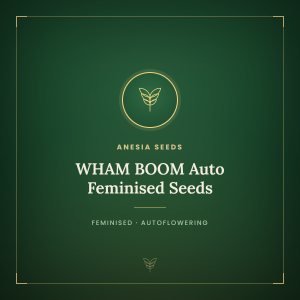 WHAM BOOM Auto Feminised Seeds WHAM BOOM Auto Feminised Seeds