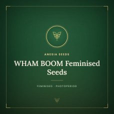 WHAM BOOM Feminised Seeds WHAM BOOM Feminised Seeds