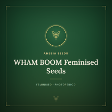 WHAM BOOM Feminised Seeds WHAM BOOM Feminised Seeds