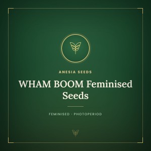 WHAM BOOM Feminised Seeds
