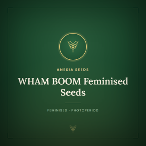 WHAM BOOM Feminised Seeds WHAM BOOM Feminised Seeds