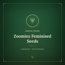 Zoomiez Feminised Seeds Zoomiez Feminised Seeds
