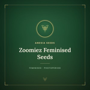 Zoomiez Feminised Seeds Zoomiez Feminised Seeds