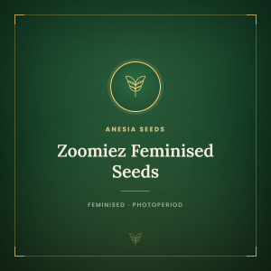 Zoomiez Feminised Seeds Zoomiez Feminised Seeds