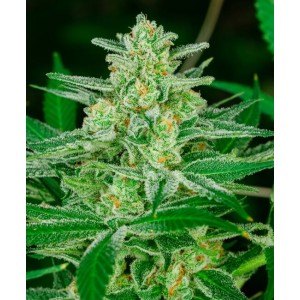 Blue Dream Auto Feminised Seeds Blue Dream Auto Feminised Seeds