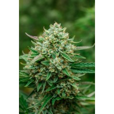Froot by the Foot Auto Feminised Seeds Froot by the Foot Auto Feminised Seeds