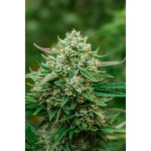 Froot by the Foot Auto Feminised Seeds