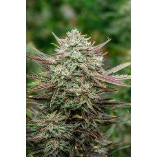 Face Fat Auto Feminised Seeds Face Fat Auto Feminised Seeds