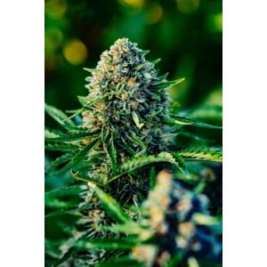 Gummibears Auto Feminised Seeds Gummibears Auto Feminised Seeds