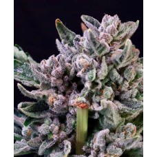 Gelato 41 Feminised Seeds Gelato 41 Feminised Seeds