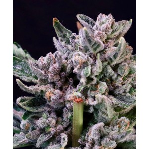 Gelato 41 Feminised Seeds Gelato 41 Feminised Seeds