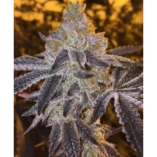 Gopher Glue FAST Feminised Seeds Gopher Glue FAST Feminised Seeds