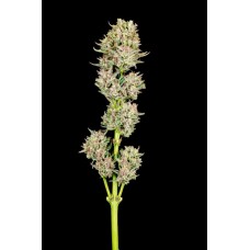 Garlic Jam Auto Feminised Seeds Garlic Jam Auto Feminised Seeds