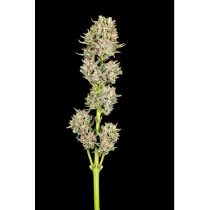 Garlic Jam Auto Feminised Seeds