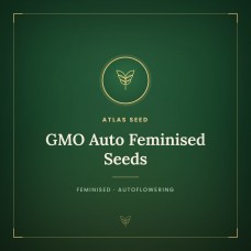 GMO Auto Feminised Seeds GMO Auto Feminised Seeds